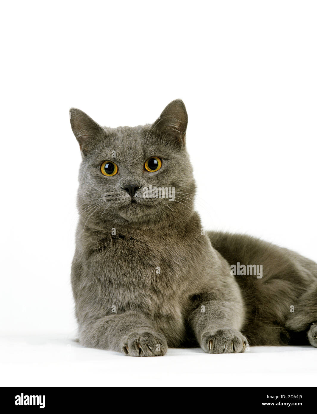 Blu europee gatto domestico, ADULTO CHE STABILISCE contro uno sfondo bianco Foto Stock