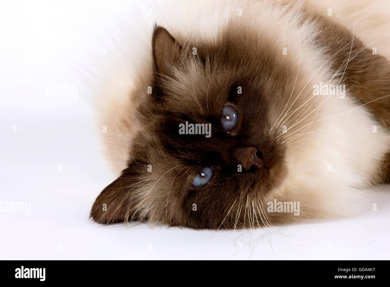 Il cioccolato Birmanese gatto domestico, adulto con gli occhi blu recante contro uno sfondo bianco Foto Stock