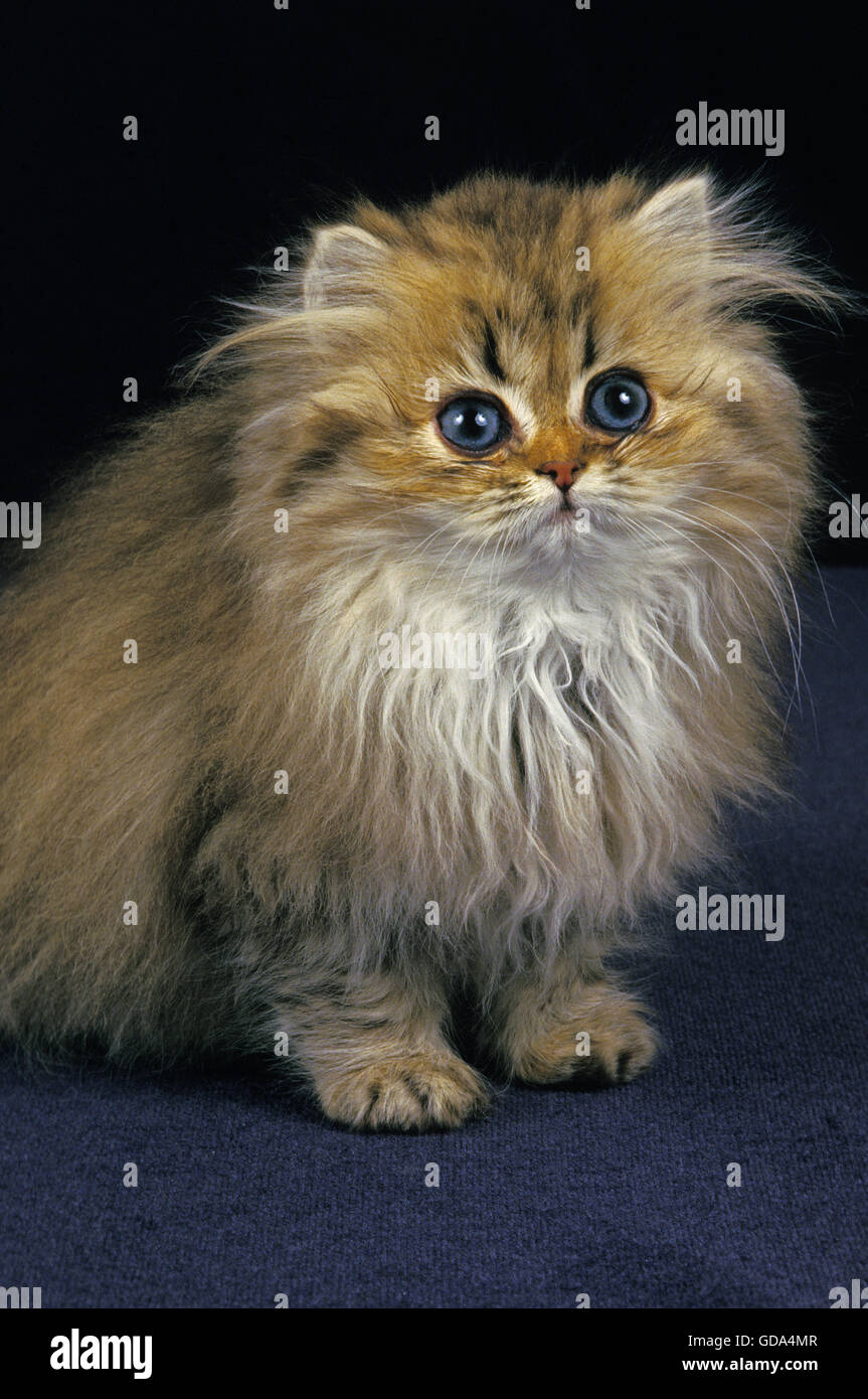 Golden persiano gatto domestico, gattino seduto Foto Stock