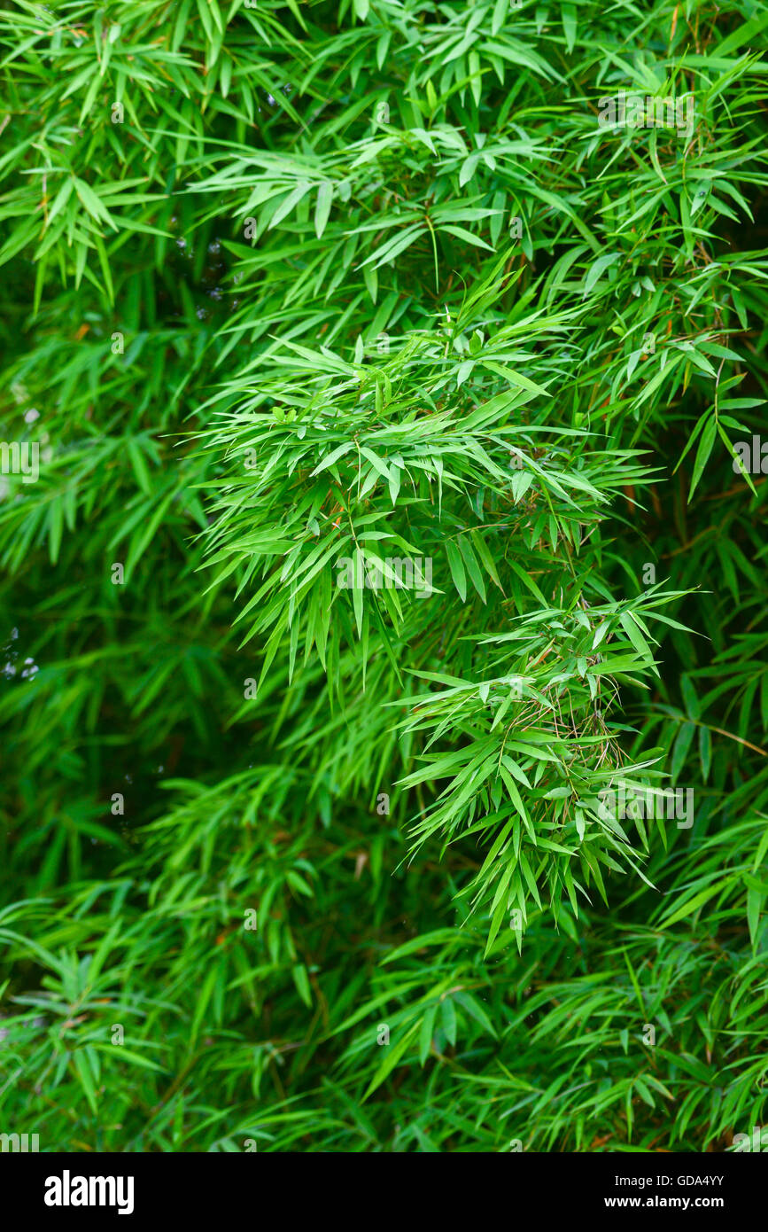 Verde foresta di bamboo Foto Stock