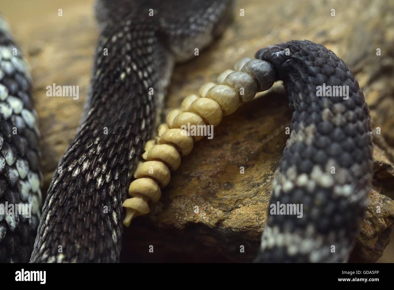 Close up di sonaglio serpenti rattler Foto Stock