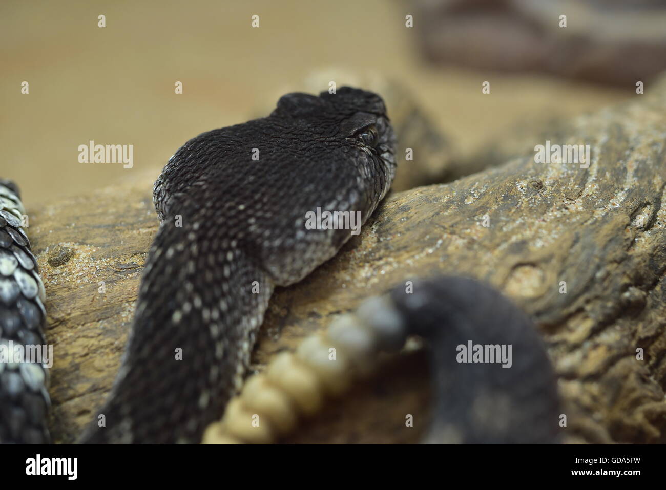 Pacific Rattle Snake Foto Stock