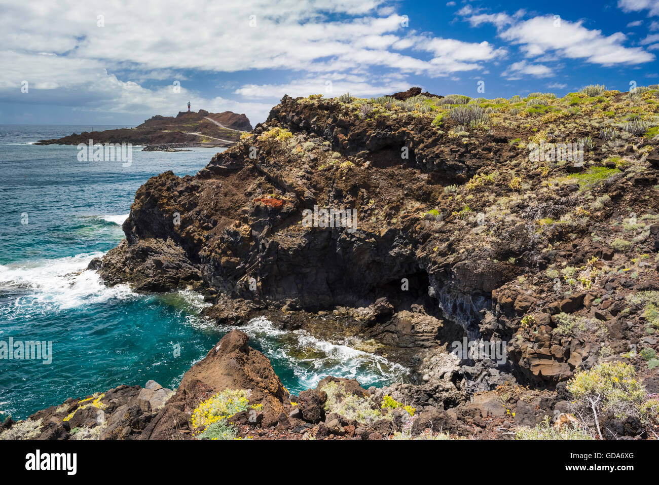 Il litorale roccioso a Punta de Teno, Tenerife, con la fioritura lattuga di mare e Punta de Teno faro in background Foto Stock