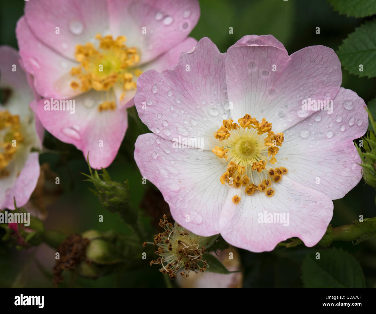 Close-up di dog-rosa (Rosa canina) con goccioline di acqua dopo la doccia a pioggia Foto Stock