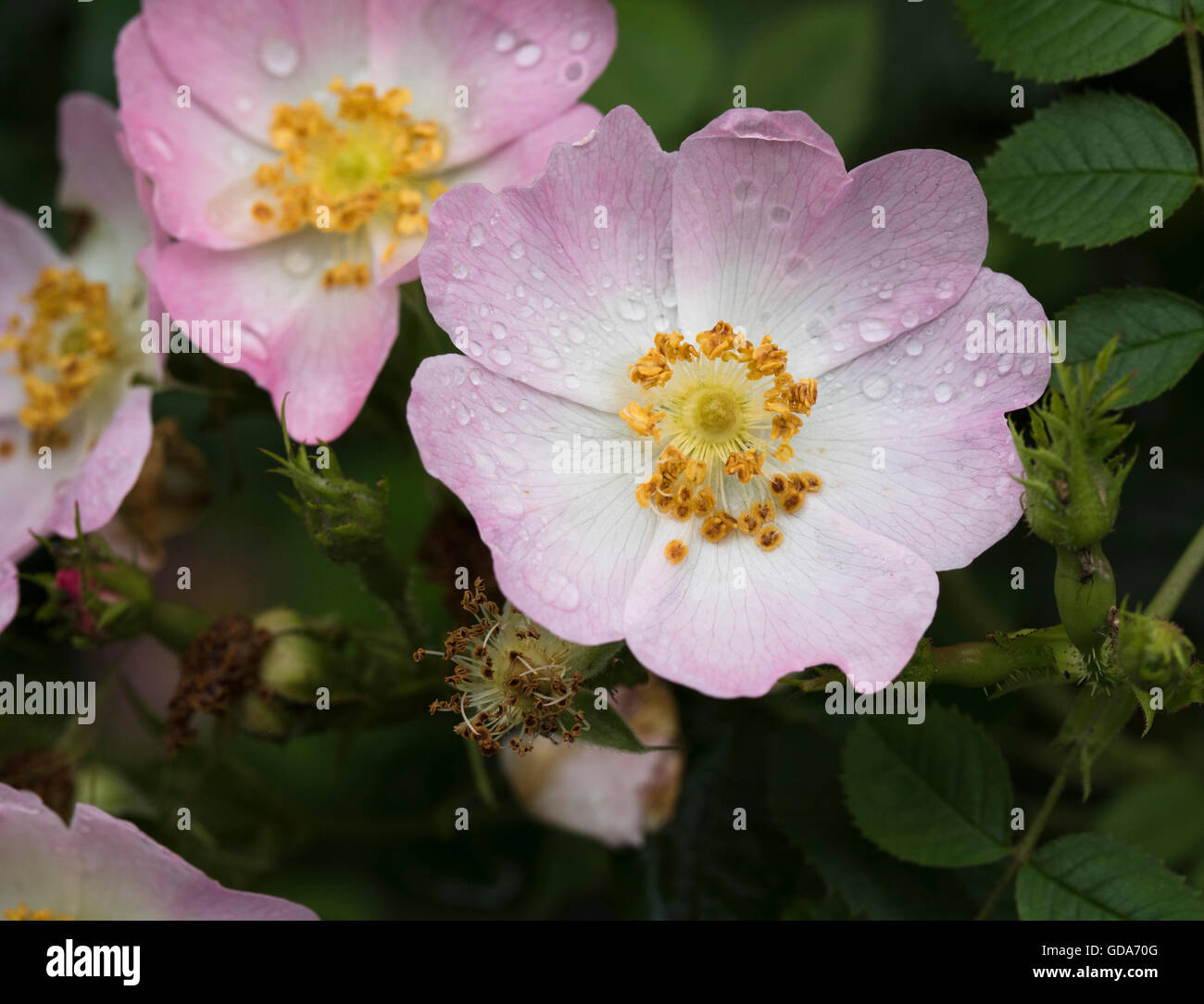 Close-up di dog-rosa (Rosa canina) con goccioline di acqua dopo la doccia a pioggia Foto Stock