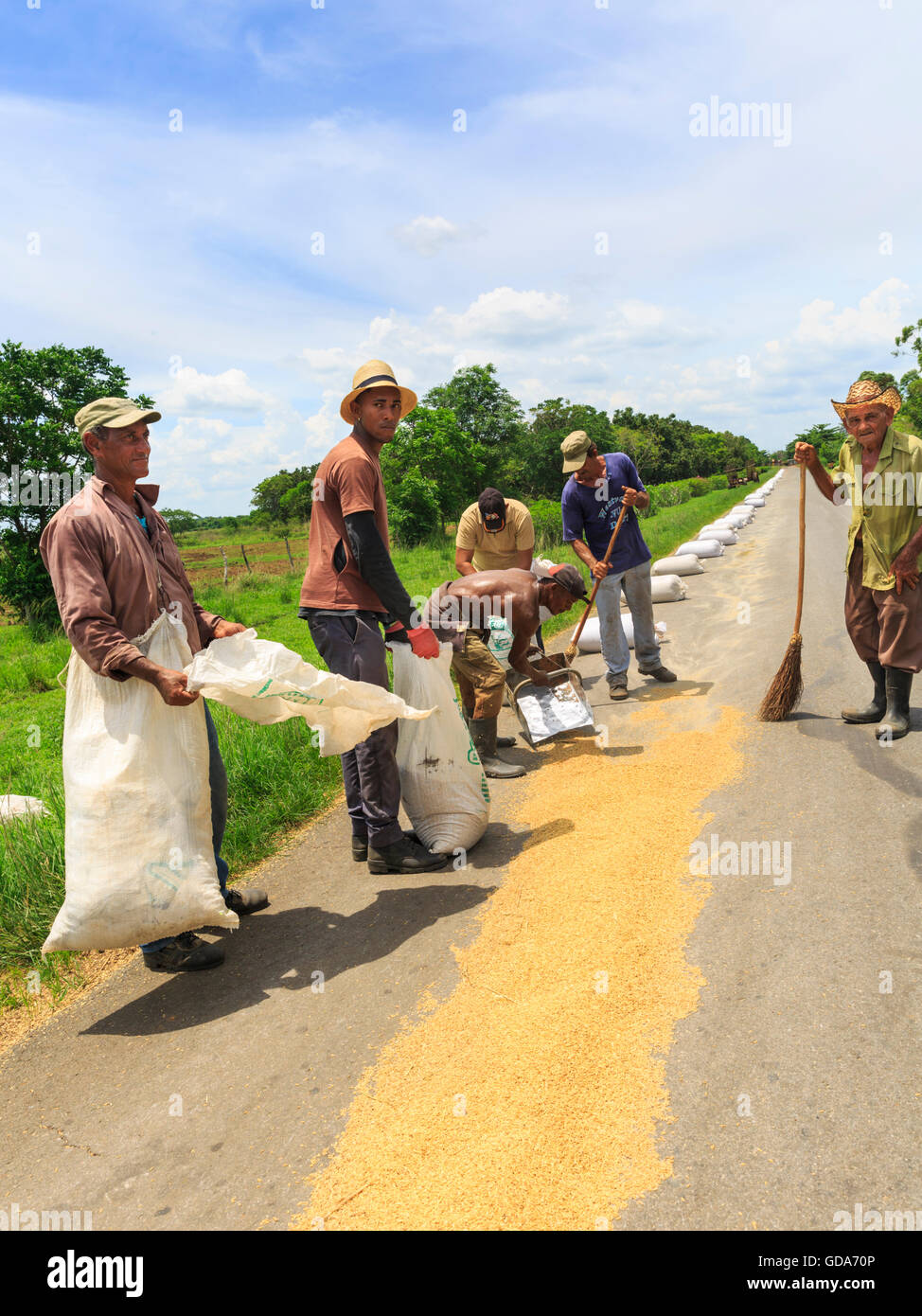Un gruppo di lavoratori agricoli raccoglie e sacchi di riso di essiccazione disposto su una strada, rurale di Cuba Foto Stock