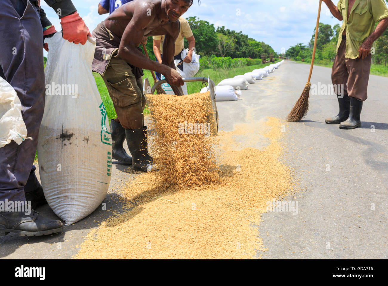Un gruppo di lavoratori agricoli raccoglie e sacchi di riso di essiccazione disposto su una strada, rurale di Cuba Foto Stock