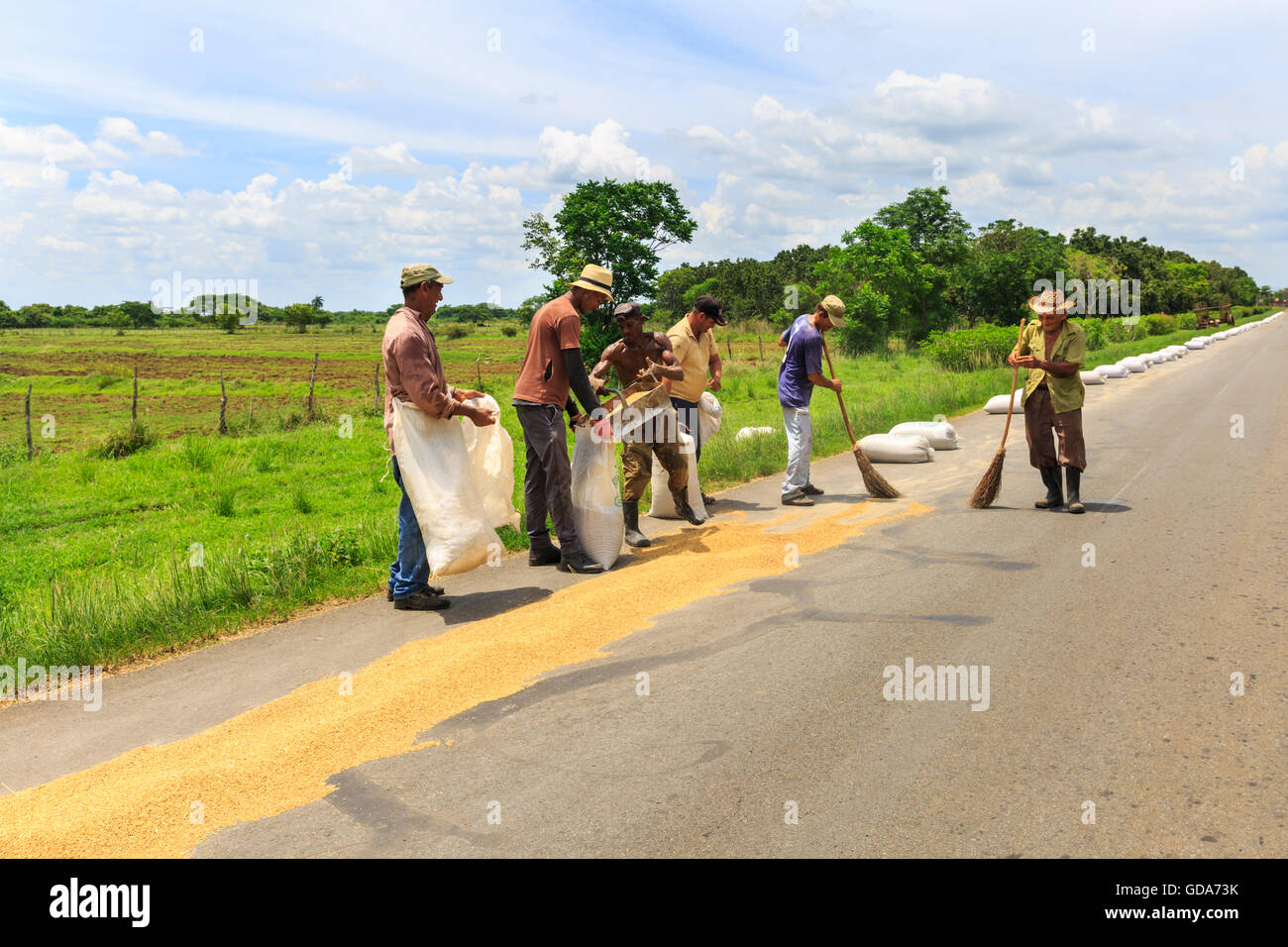 Un gruppo di lavoratori agricoli raccoglie e sacchi di riso di essiccazione disposto su una strada, rurale di Cuba Foto Stock