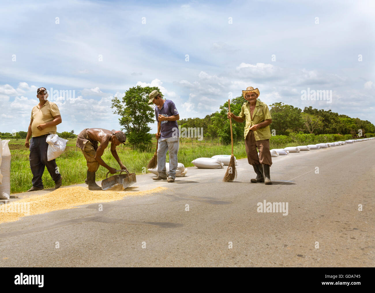 Un gruppo di lavoratori agricoli raccoglie e sacchi di riso di essiccazione disposto su una strada, rurale di Cuba Foto Stock