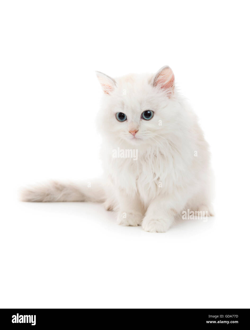 Giovane e bella Gatto Bianco isolato su bianco Foto Stock