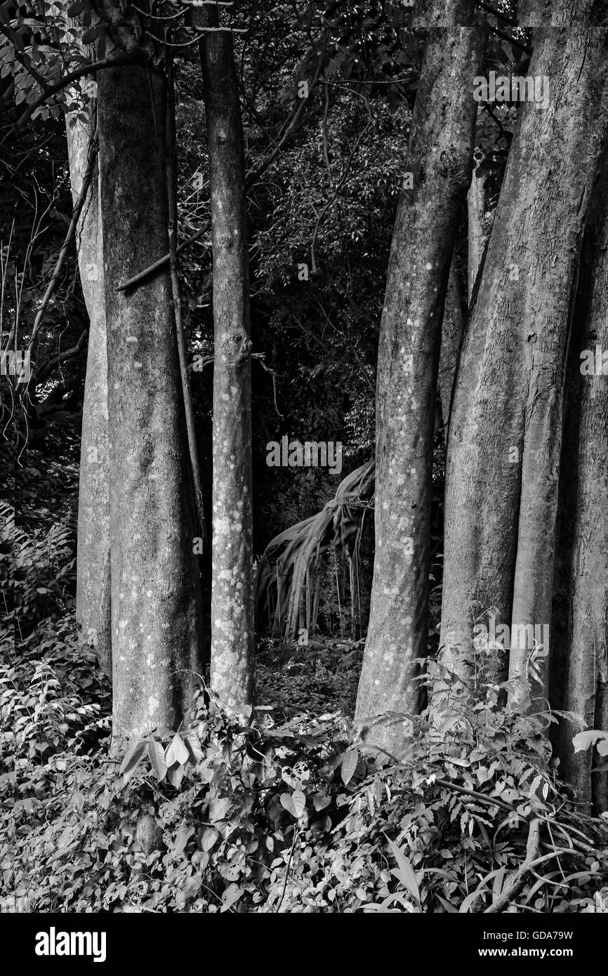 Il supporto di radici di banyan tree in bianco e nero. Foto Stock