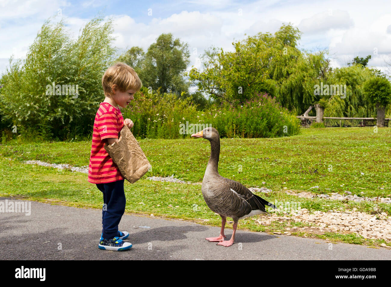 Ragazzo giovane alimentando una minore bianco oca fronteggiata a WWT Slimbridge, Gloucestershire, UK. Foto Stock