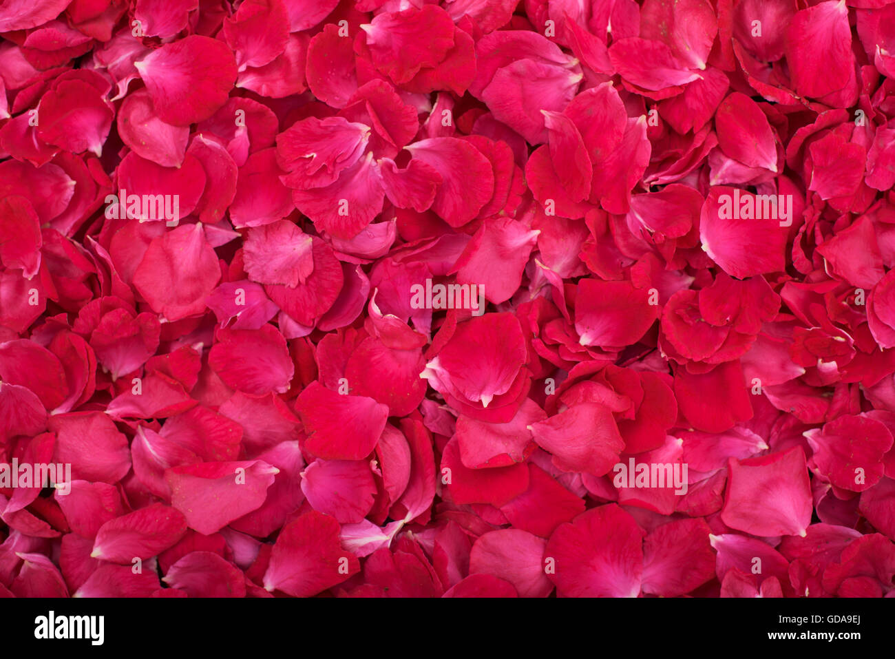 Lotof petali di rosa - studio shot, sfondo Foto Stock
