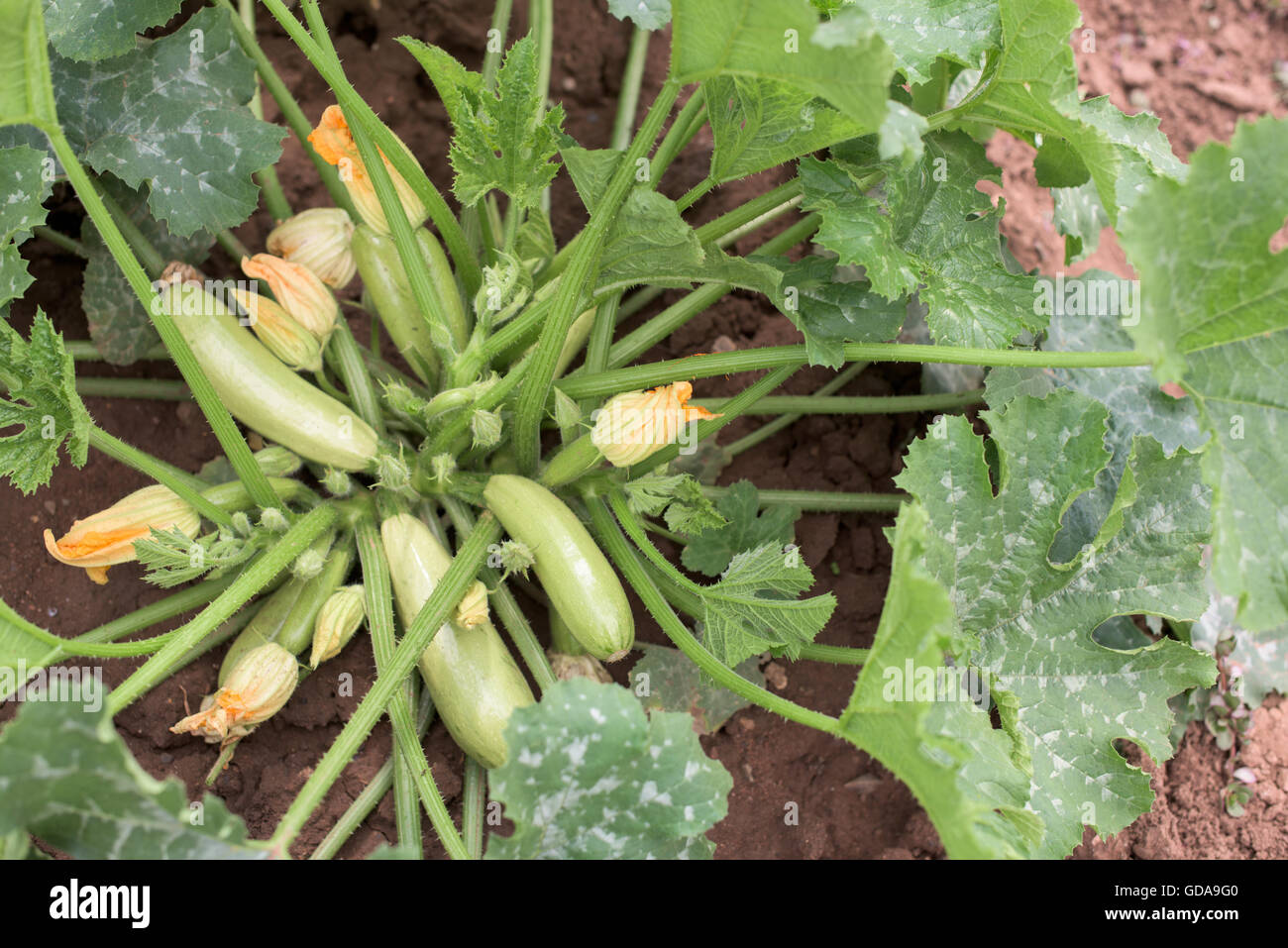 Parte della pianta di zucchine in un orto Foto Stock