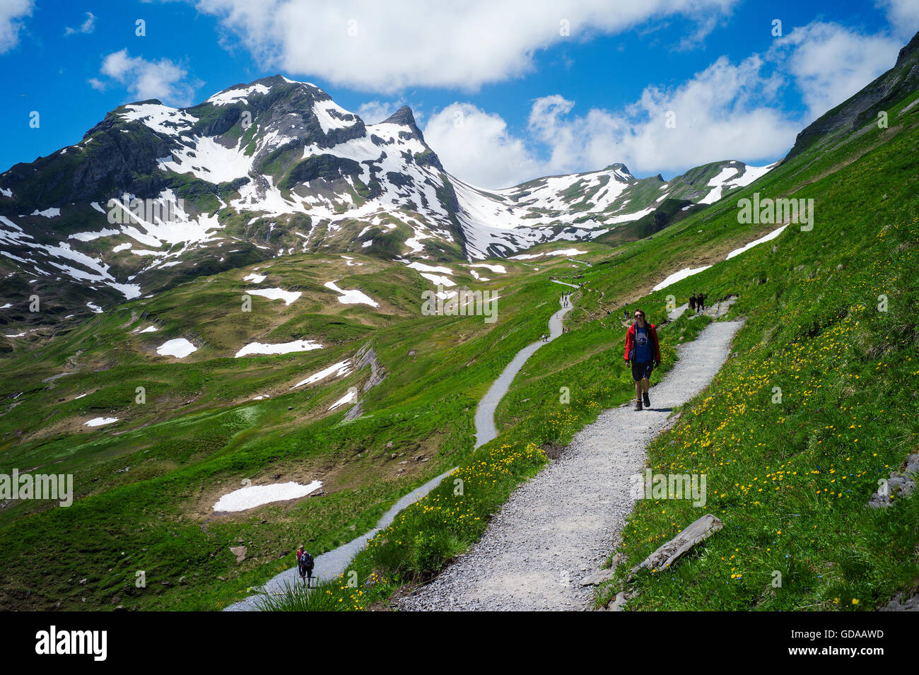 La Svizzera. Oberland Bernese. Luglio 2016 a piedi dal primo al di sopra di Grindelwald nelle Alpi svizzere al Lago Bachalpsee Foto Stock