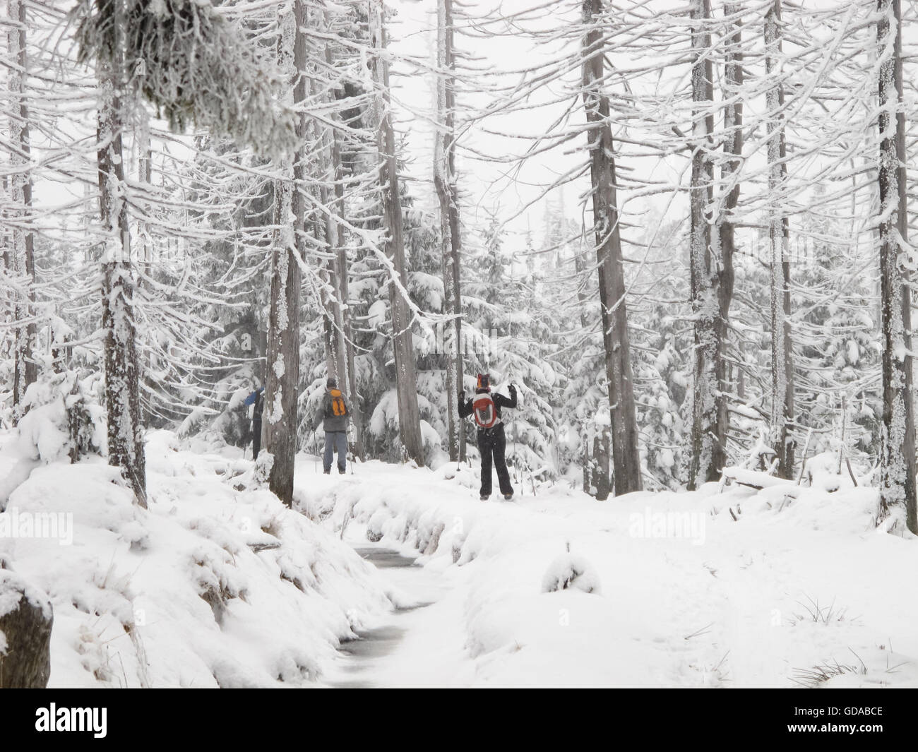 Germania, Bassa Sassonia, Harz, due persone all'Langlaufen in Harz, all'Clausthaler Flutgraben, sci di fondo nel Harz Foto Stock