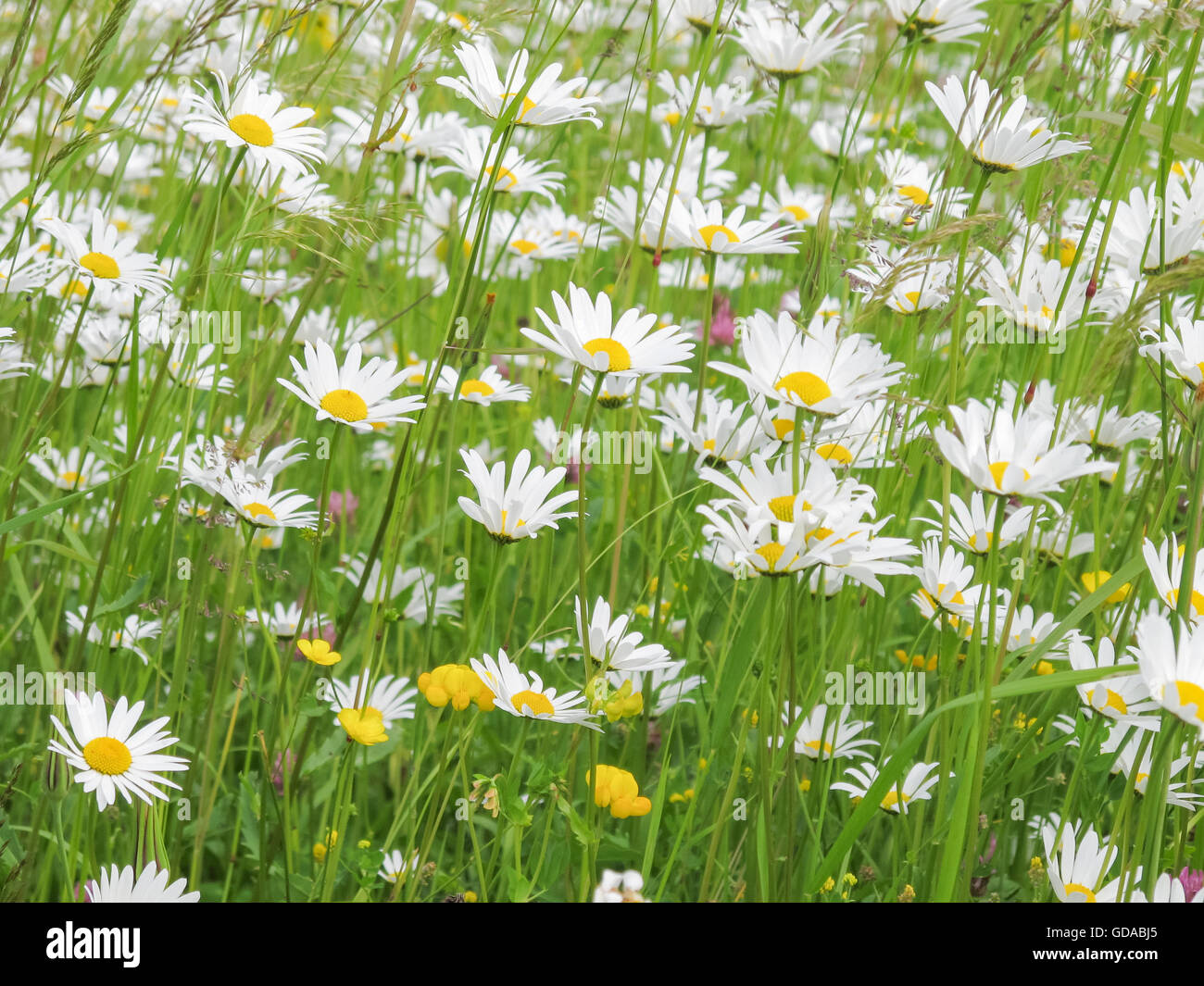 In Germania, in Baviera, Wiesenttal, close-up di un fiore prato, Svizzera della Franconia, prato con fiori di usura (magerite) Foto Stock