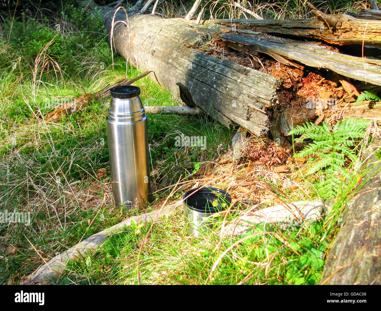 Germania, Sassonia-Anhalt, Wernigerode, bere il tè nella foresta, Escursioni nello Harz, thermos tra erba e fern Foto Stock