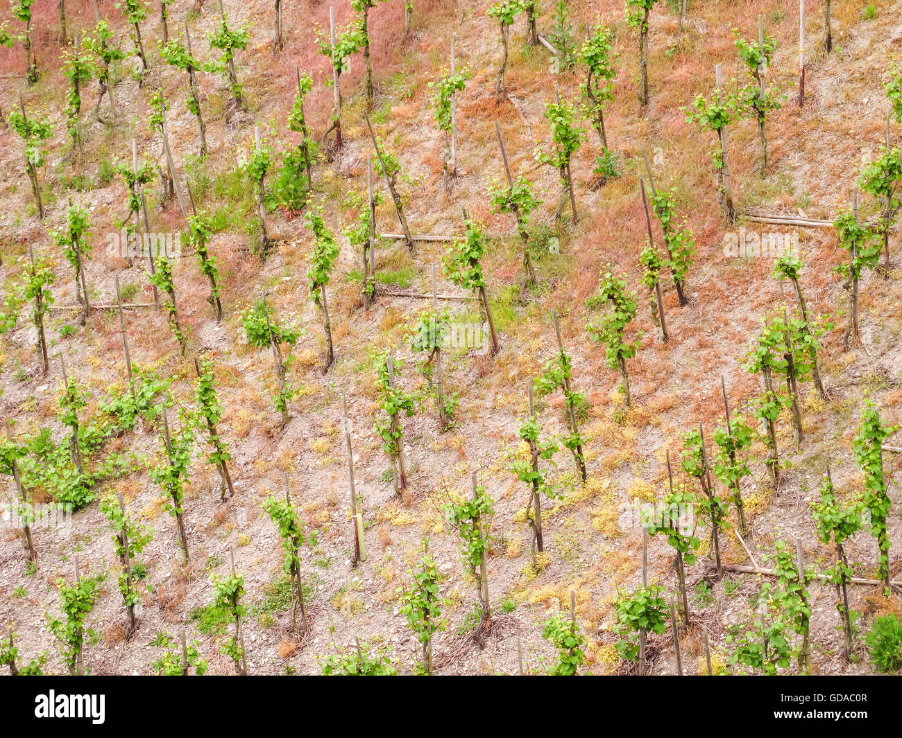 In Germania, in Renania Palatinato, Zeltingen-Rachtig, sul Mosel ripido sentiero sulla Mosel sentiero ripido, vigneti nel vigneto Foto Stock