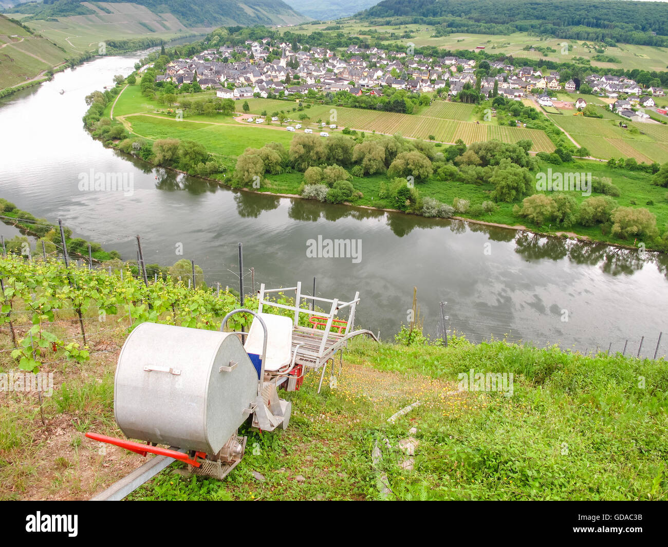 In Germania, in Renania Palatinato, Pünderich, sul Mosel sentiero ripido, Vigna sul vigneto oltre la Mosella, vigneto con vigneti e vista fiume Foto Stock