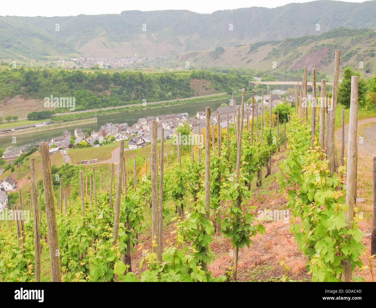 In Germania, in Renania Palatinato, Neef, sul Mosel sentiero ripido, vigne in primavera con vigneti e fiume Foto Stock