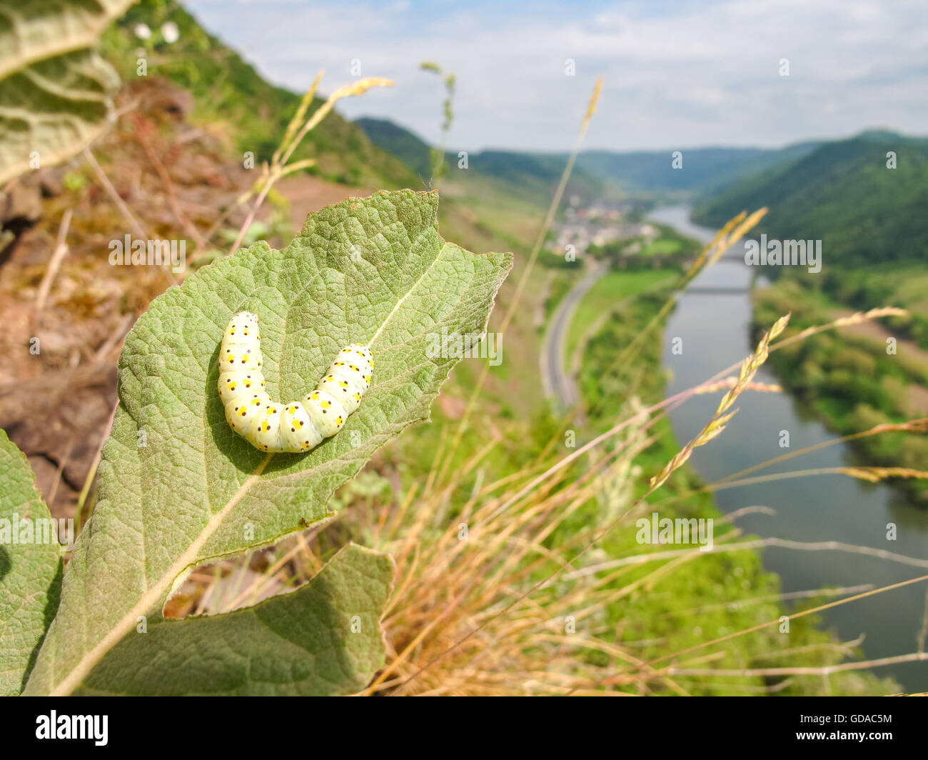 In Germania, in Renania Palatinato, Bremm, sul Mosel sentiero ripido, caterpillar su una foglia Foto Stock