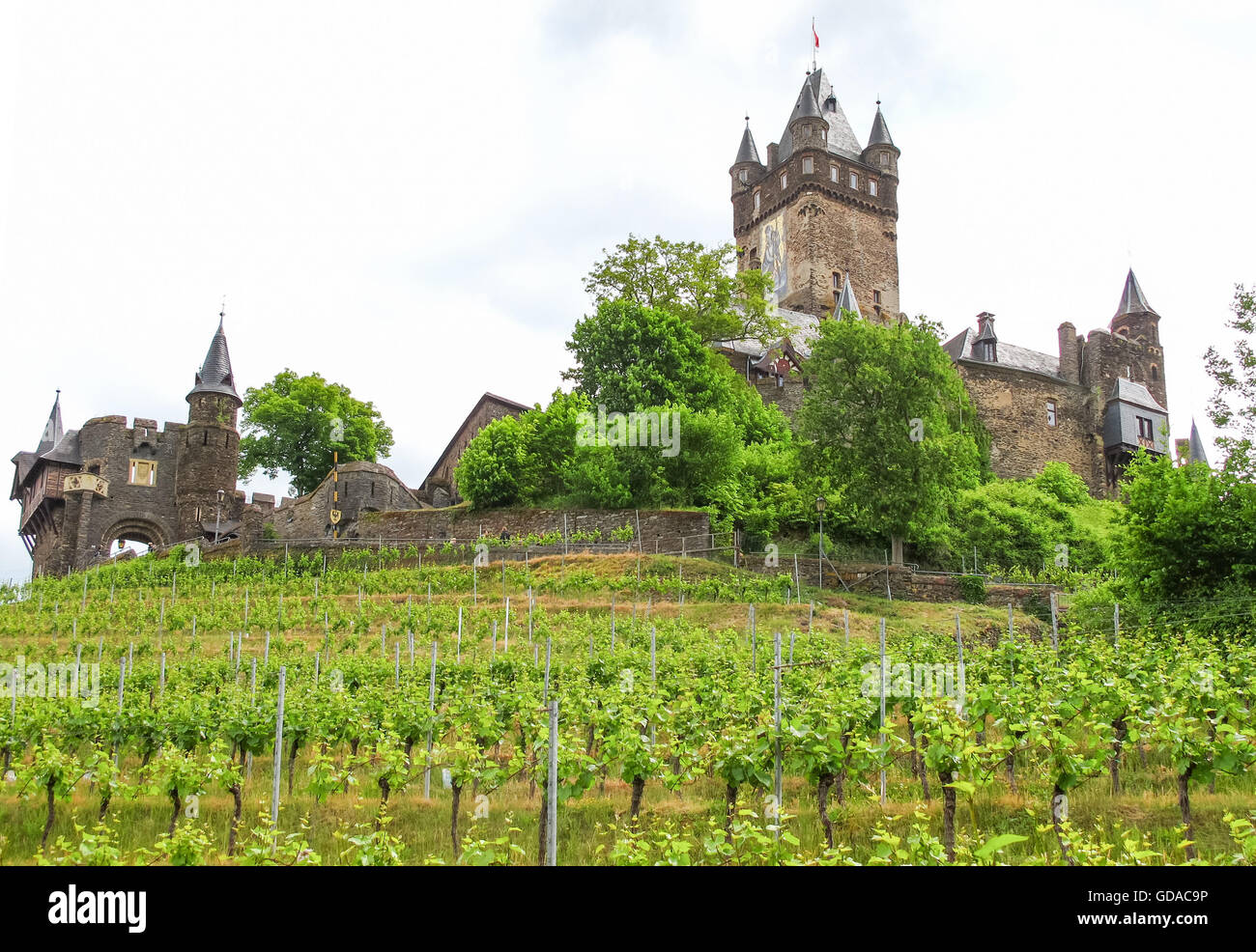 In Germania, in Renania Palatinato, Cochem, sul Mosel sentiero ripido, Weinberg e Reichscastle Cochem Foto Stock