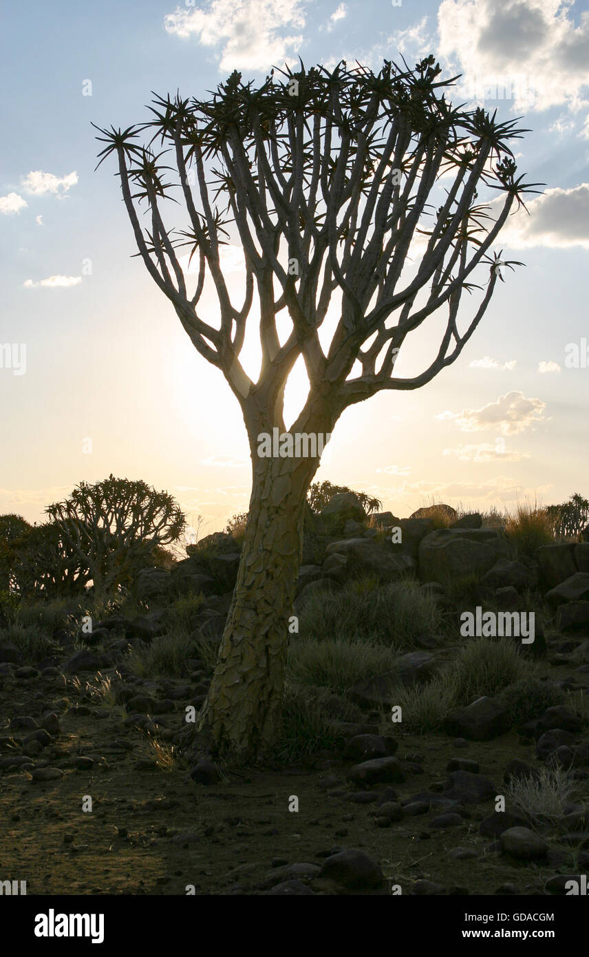 La Namibia, Karas, Keetmanshoop, fremere di albero in sole di sera, quiver tree, una specie di piante del genere Aloen nella sottofamiglia dei Affodillgewächse Foto Stock