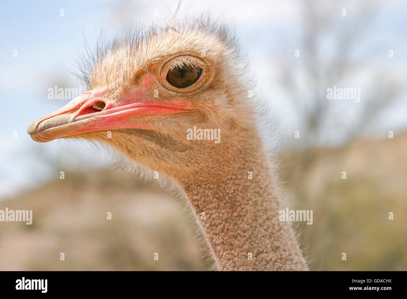 La Namibia, Hardap, Africano (struzzo Struthio camelus), appartenente all'uccelli migratori, è il più grande uccello vivente sulla terra Foto Stock