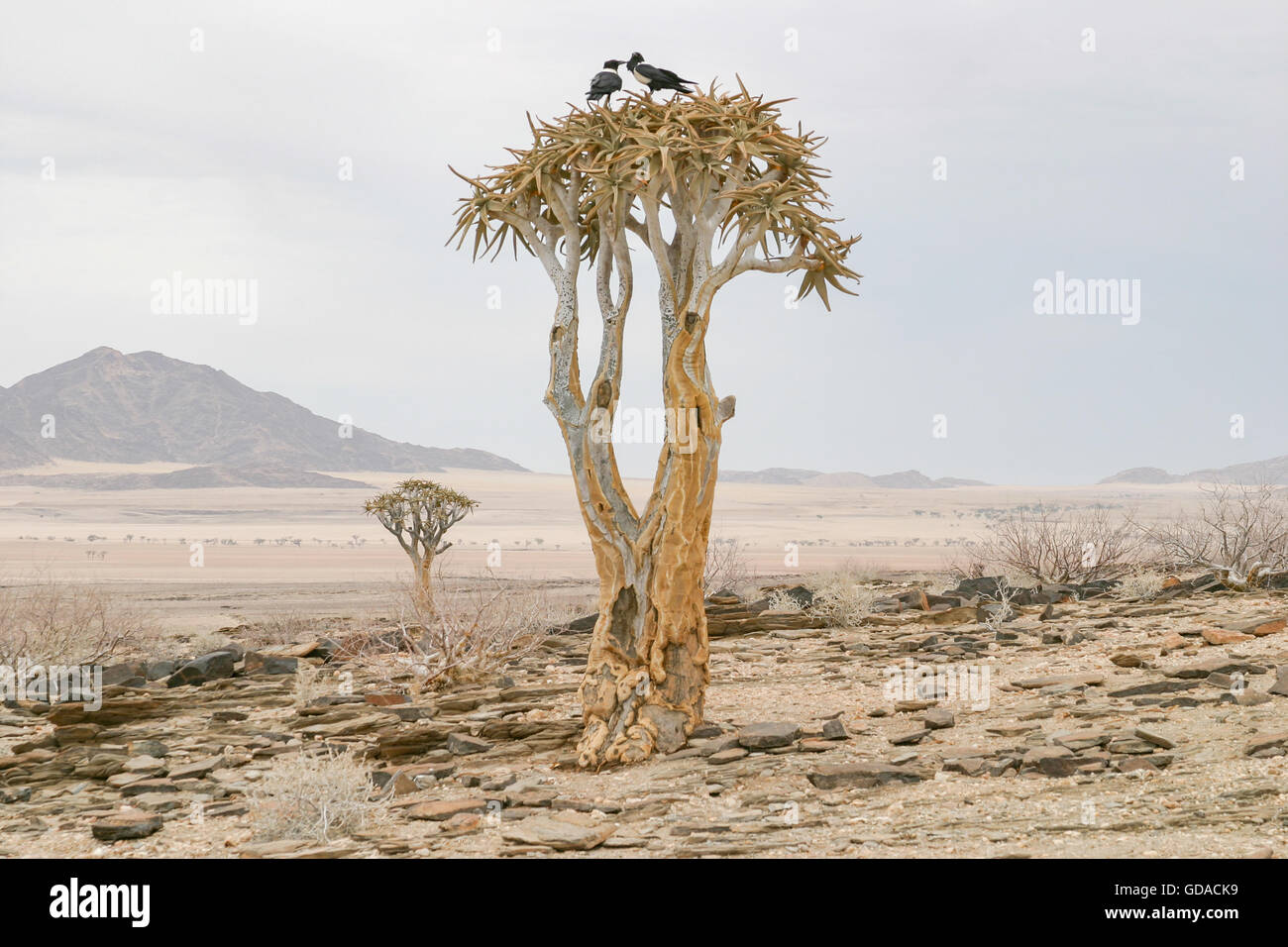 La Namibia, Khomas, faretra albero nel deserto, quiver tree, una specie di piante del genere Aloen nella sottofamiglia dei Affodillgewächse Foto Stock