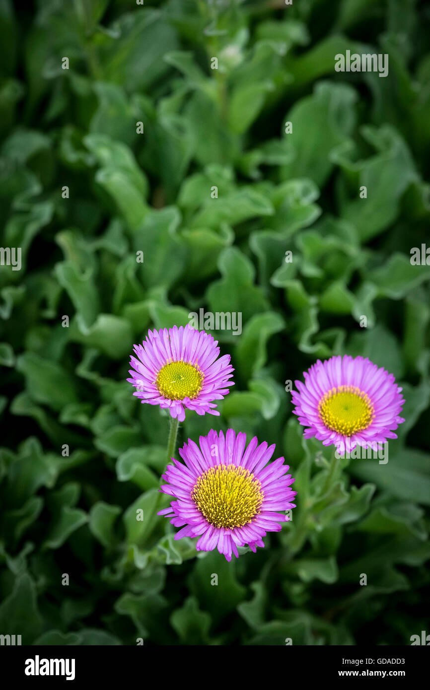 Livingstone Daisy. Cleretum bellidiforme. Foto Stock