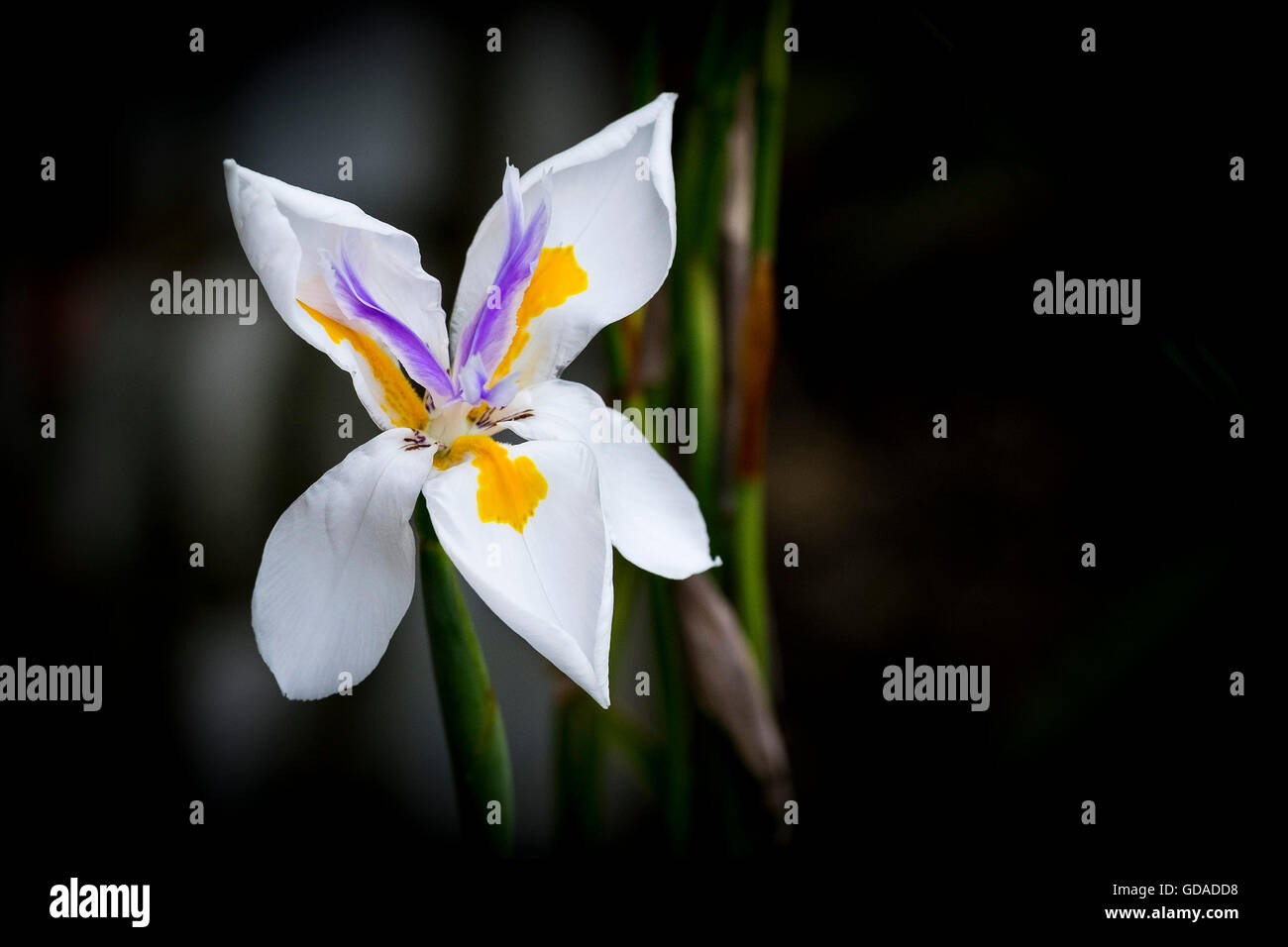 Barbuto iride bianco con dei fiori viola e giallo colori. Foto Stock