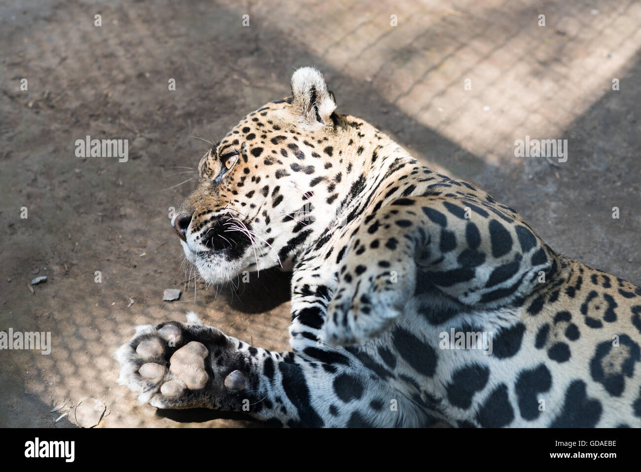 Costa Rica, San Jose, Leopard (Panthera pardus) al Simon Bolivar Parque Zoologico y Jardin Botanico Nacional di San Jose Foto Stock