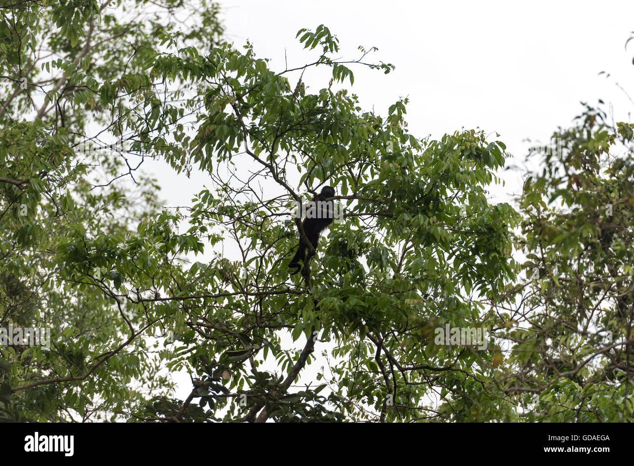 Costa Rica, Limón, tortuguero, Parco Nazionale di Tortuguero, specie di primate del genere scimmie urlatrici entro il ragno scimmia (Atelidae) in Trotuguero Foto Stock