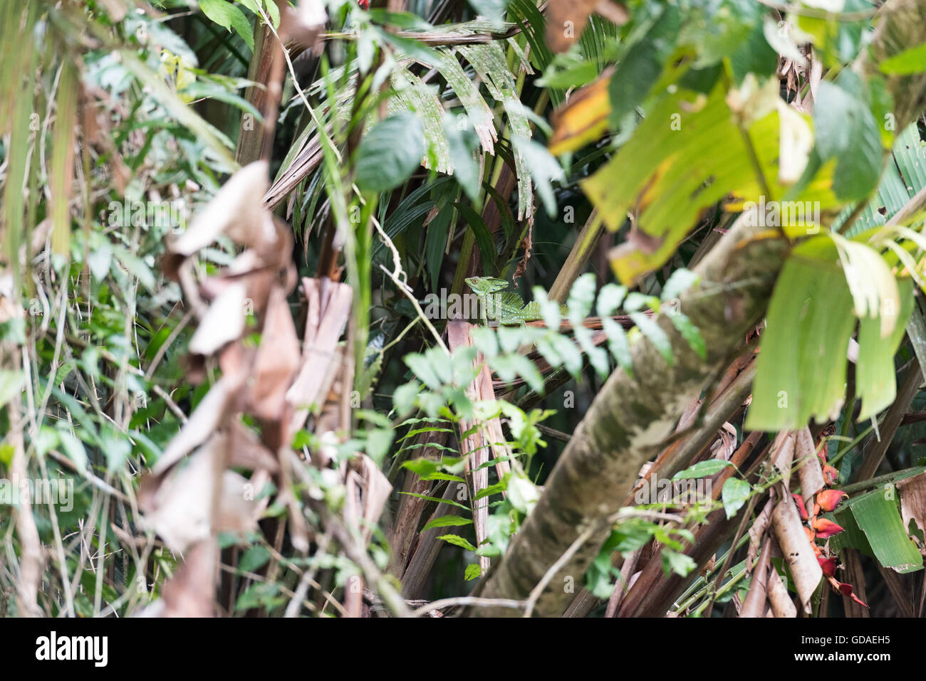 Costa Rica, Limón, tortuguero, Parco Nazionale di Tortuguero, Basiliscus plumifrons, che è un grande centrale di stile americano di basilisks Foto Stock