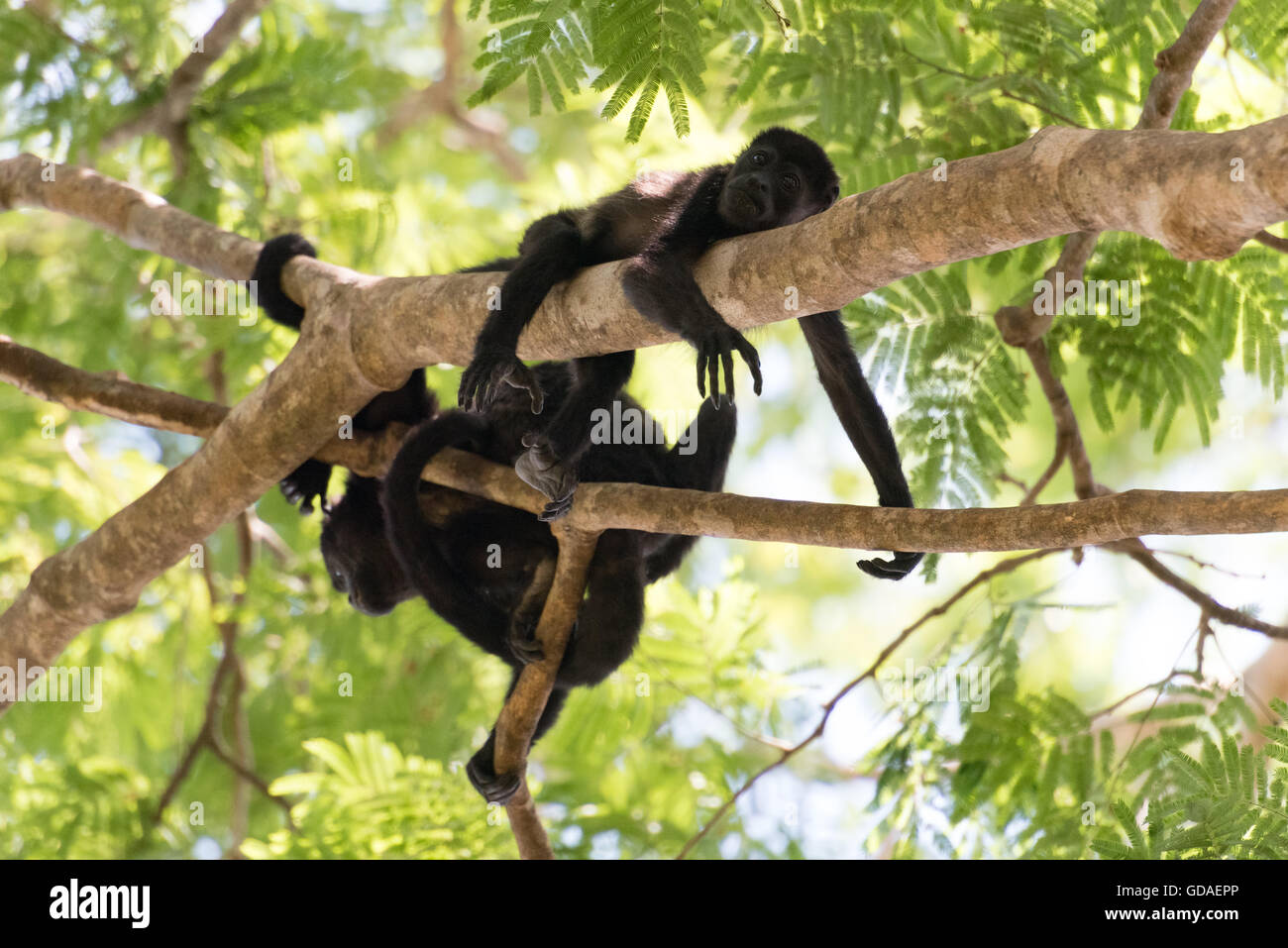Costa Rica, Guanacaste, Coco, scimmie urlatrici (Alouatta) sono un genere di primate dalla famiglia atelids (Atelidae) Foto Stock