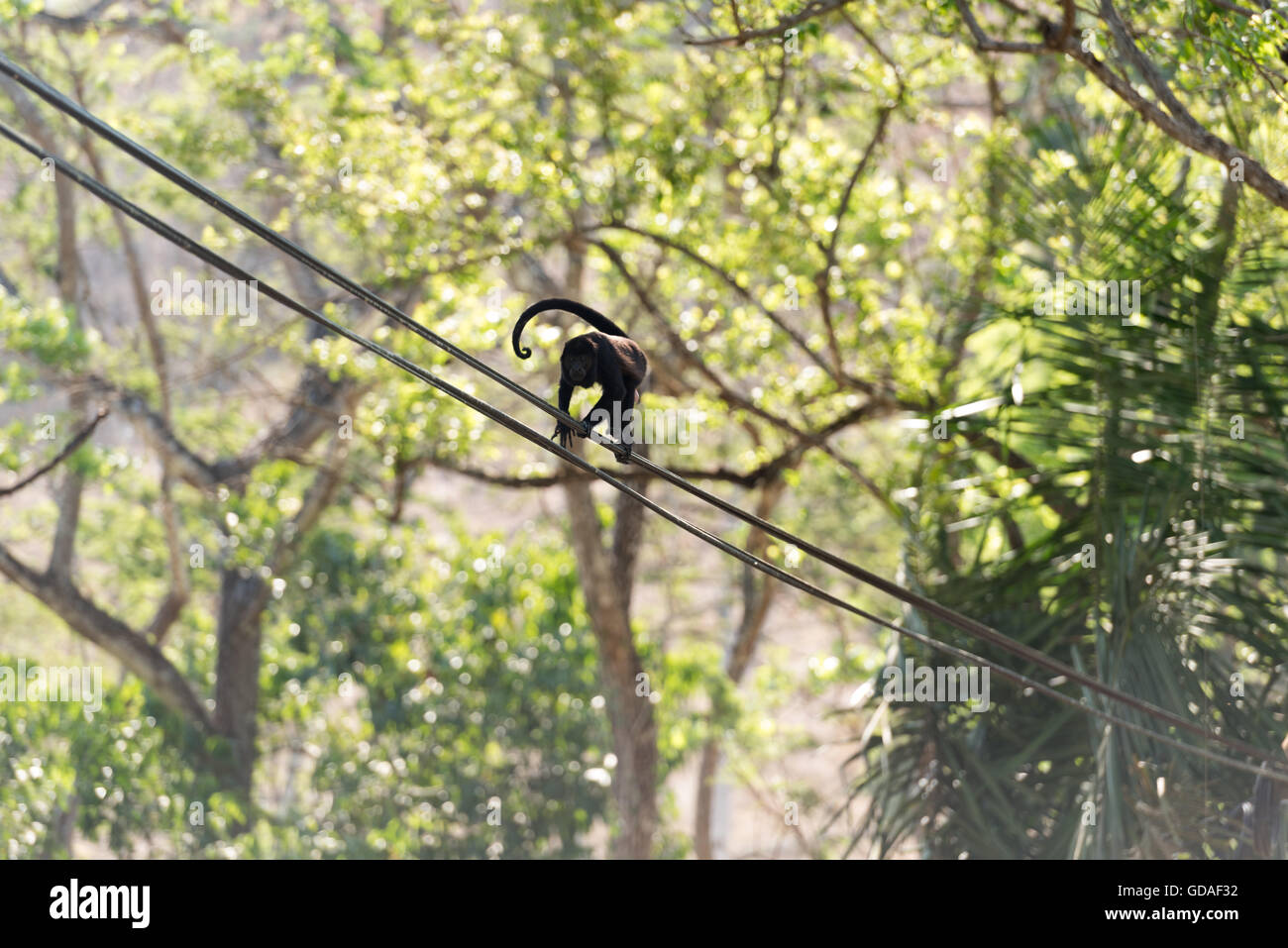 Costa Rica, Guanacaste, feriti scimmia urlatrice (Alouatta) scorre su una linea di alimentazione, un primate genere dalla famiglia del atelids (Atelidae). Foto Stock