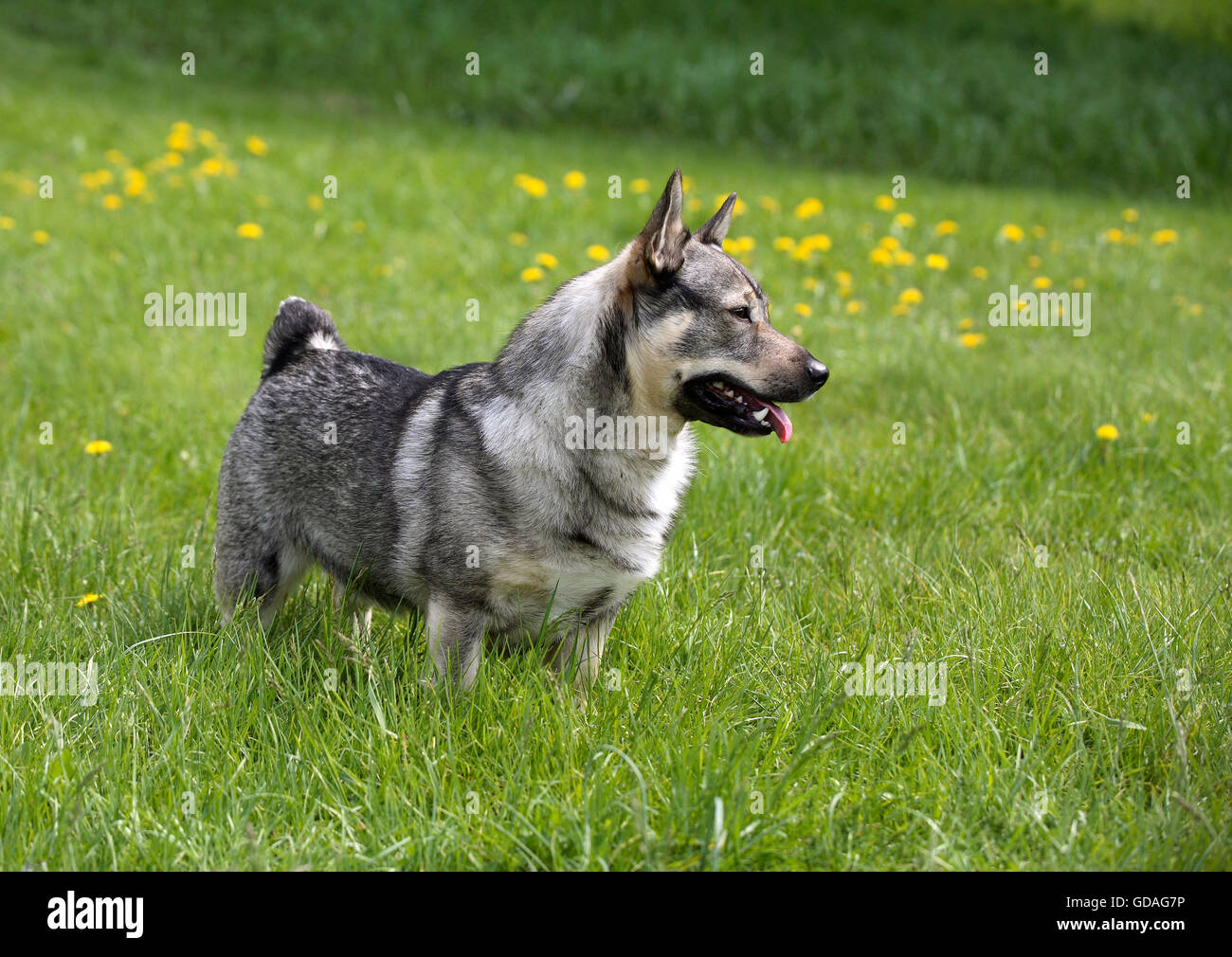 Vallhund svedese Foto Stock