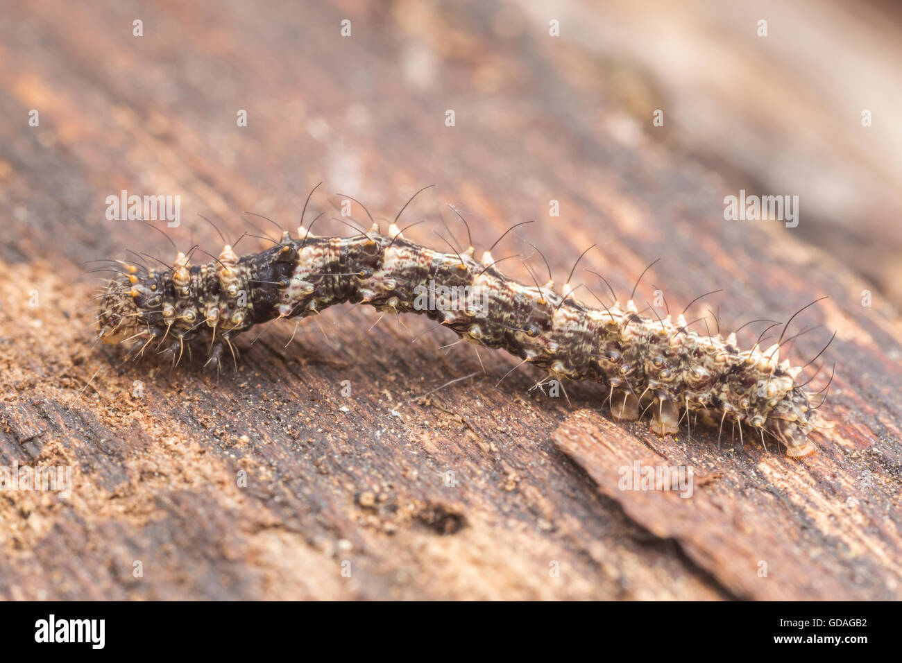 Un fungo comune tignola (Metalectra discalis) caterpillar (larva) esplora un fungo coperto albero morto. Foto Stock