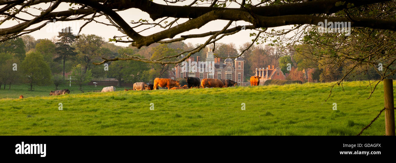 Il pascolo di bestiame in un campo con Blickling Hall in background Foto Stock