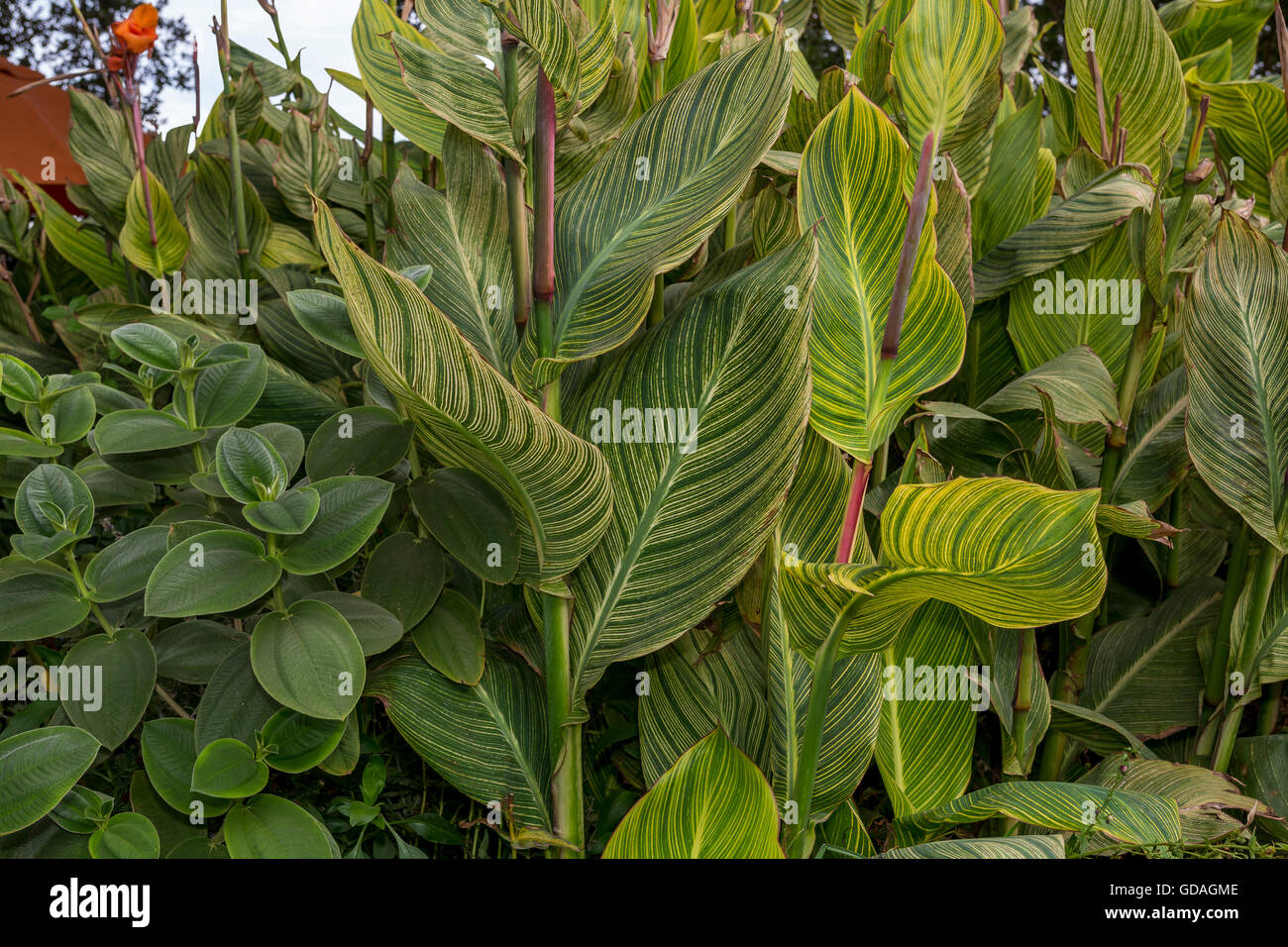 Banana a forma di foglie, degli uccelli del paradiso, impianto, Strelitziaceae strelitzie, Saintsbury Cantina Napa Valley, California Foto Stock
