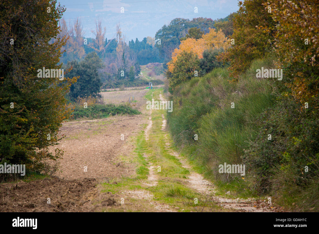 Strada sterrata che conduce ad un campo di tartufo in Provenza, Francia durante l'Autunno Foto Stock