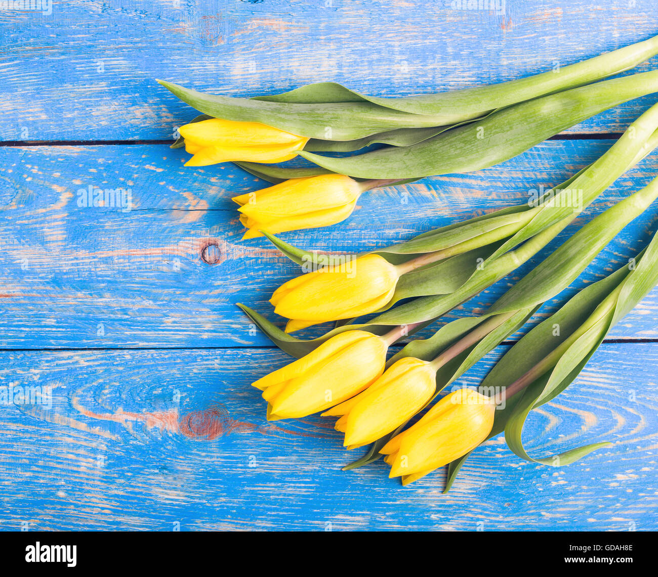 Tulipani gialli su di un legno blu tavolo rustico con spazio di copia Foto Stock