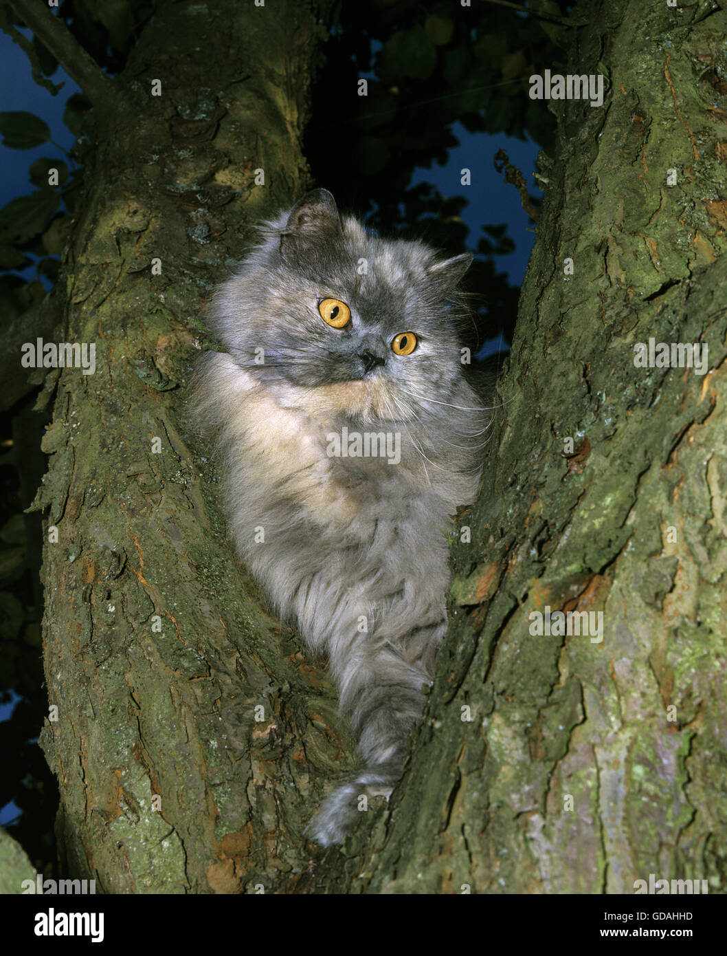 Crema blu persiano gatto domestico, adulti nella struttura ad albero Foto  stock - Alamy