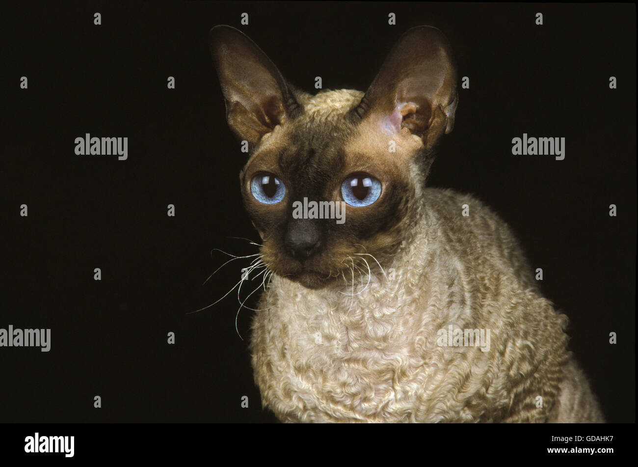 Cornish Rex il gatto domestico, ritratto su sfondo nero Foto Stock