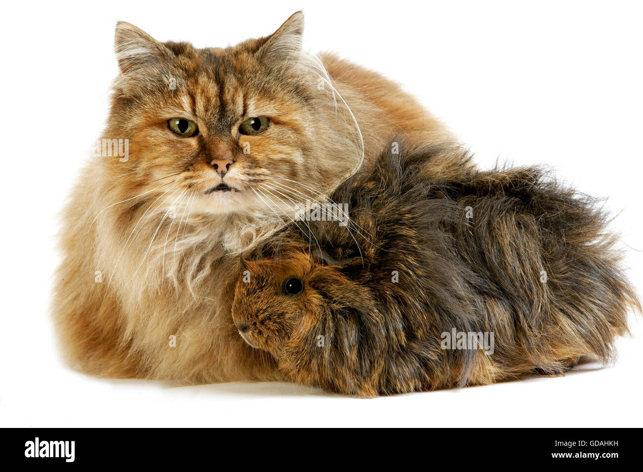 Tartaruga persiano gatto domestico con capelli lunghi Cavia contro uno sfondo bianco Foto Stock