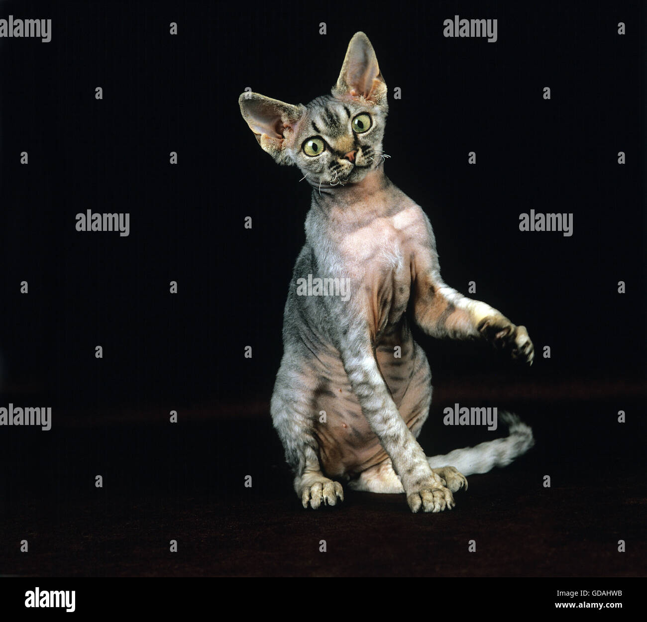 Devon Rex gatto domestico su sfondo nero Foto Stock