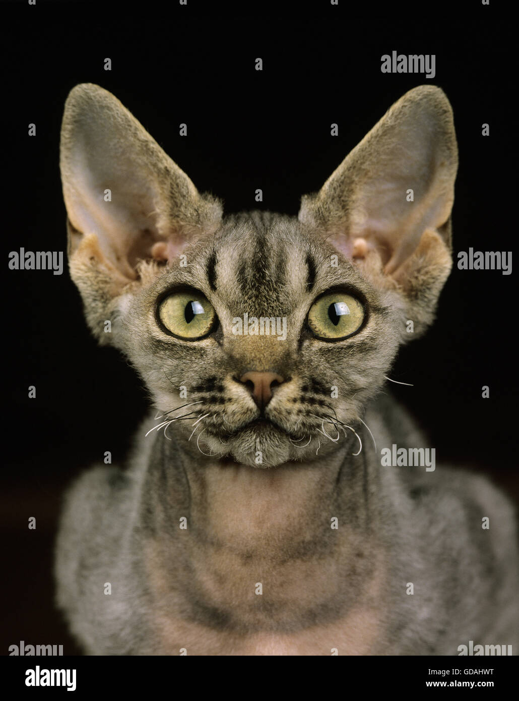 Devon Rex gatto domestico, ritratto su sfondo nero Foto Stock