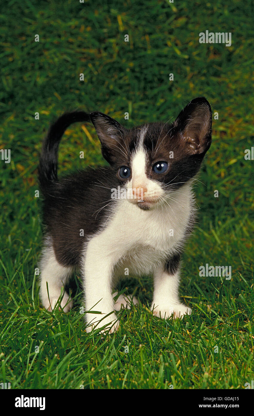 Oriental gatto domestico, gattino sull'erba Foto Stock