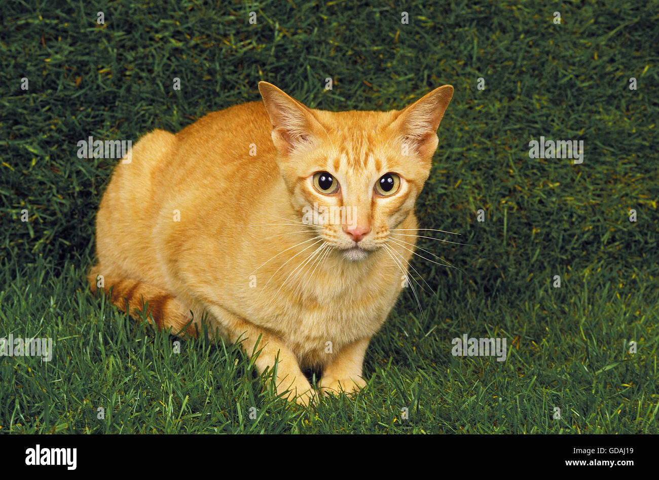 Rosso gatto orientale la posa sull'erba Foto Stock